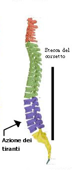 colonna-vertebrale