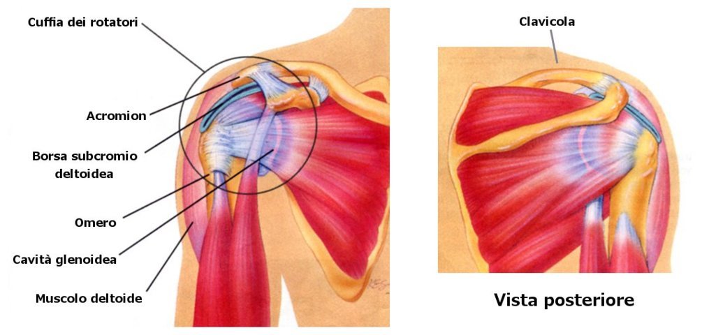 periartrite cronica spalla boli ale articulațiilor sistemelor osoase și musculare