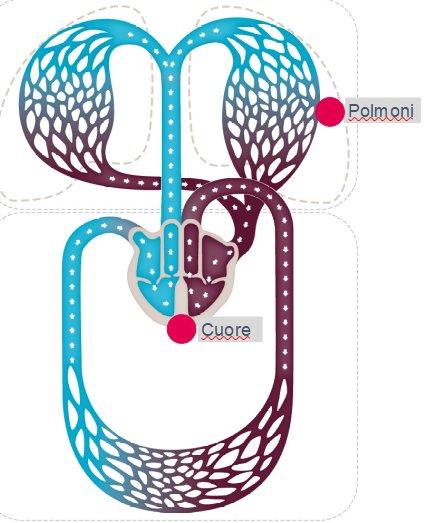 Insufficienza venosa e uso delle calze elastiche